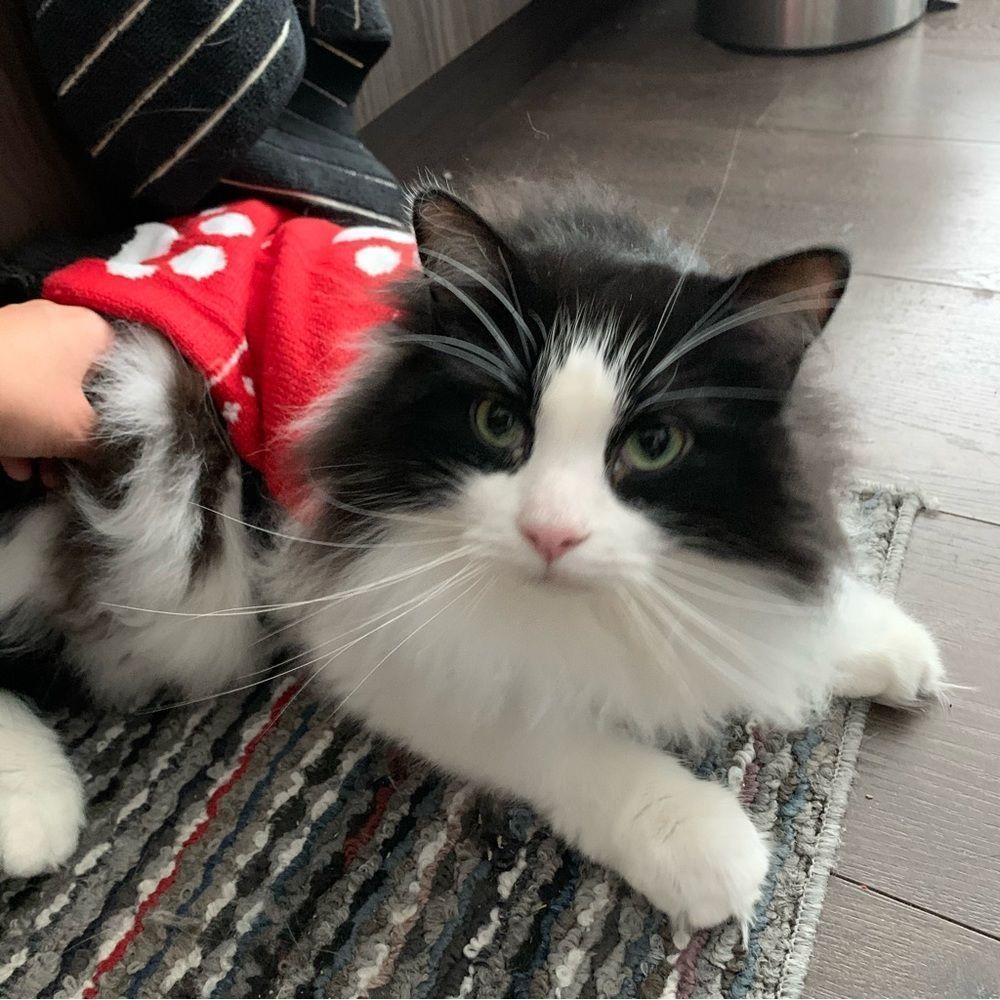 PET Cute Costume Clothes Sweater Vest Christmas Santa Cat Dog Like NEW Red White - Picture 2 of 5